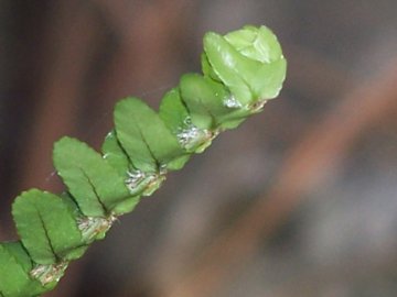 Nephrolepis cordifolia / Felce cordifolia